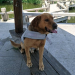 Dog Swimming Safe Jacket